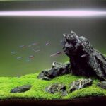 membuat aquascape di rumah