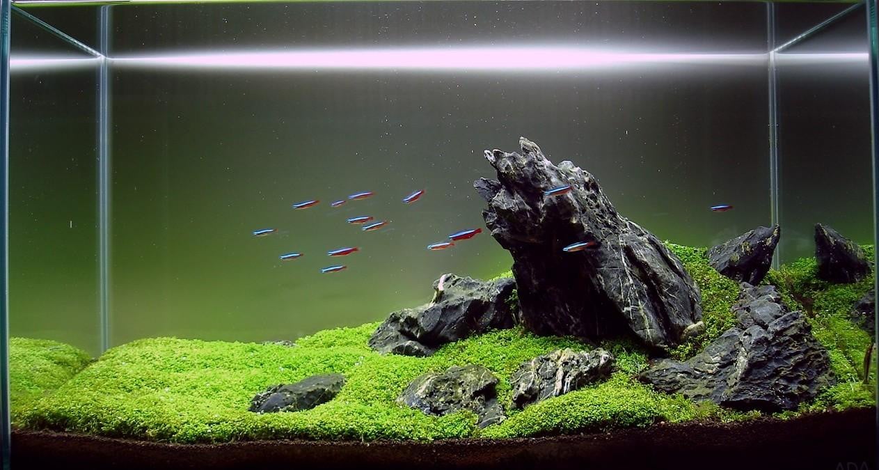 membuat aquascape di rumah