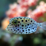 ikan buntal