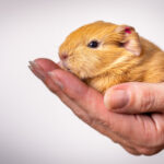 Merawat hamster