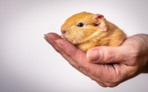 Merawat hamster